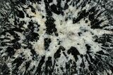Polished Orbicular Granite Section - Western Australia #353164-1